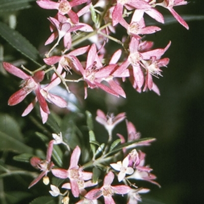 Ceratopetalum gummiferum (New South Wales Christmas-bush, Christmas Bush) at North Nowra, NSW - 26 Dec 1995 by BettyDonWood