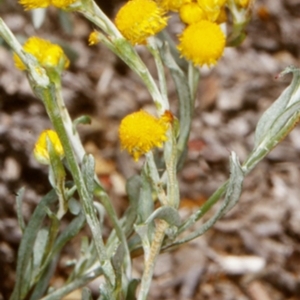 Chrysocephalum apiculatum at Mogo State Forest - 16 Nov 1997