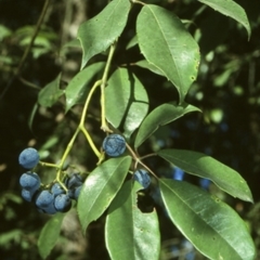Cissus hypoglauca (Giant Water Vine) at Watersleigh, NSW - 28 Apr 1996 by BettyDonWood