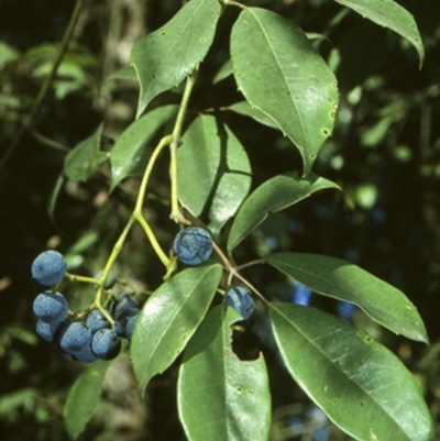 Cissus hypoglauca (Giant Water Vine) at Bangalee Walking Track - 27 Apr 1996 by BettyDonWood