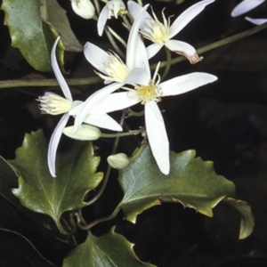Clematis aristata at North Nowra, NSW - 16 Sep 1996