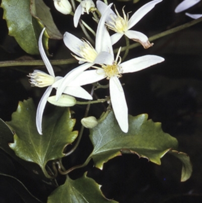 Clematis aristata (Mountain Clematis) at North Nowra, NSW - 16 Sep 1996 by BettyDonWood