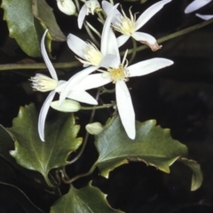 Clematis aristata (Mountain Clematis) at North Nowra, NSW - 15 Sep 1996 by BettyDonWood