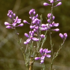 Comesperma ericinum (Heath Milkwort) at Worrowing Heights, NSW - 27 Dec 1995 by BettyDonWood