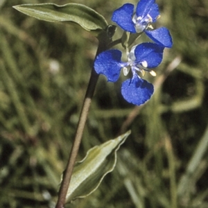 Commelina cyanea at Ulladulla, NSW - 3 May 1997 12:00 AM