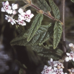 Commersonia dasyphylla (Kerrawang) at Mogo State Forest - 3 Oct 1997 by BettyDonWood