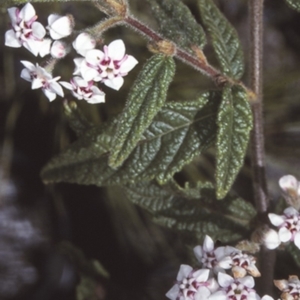 Commersonia dasyphylla at Mogo State Forest - 3 Oct 1997