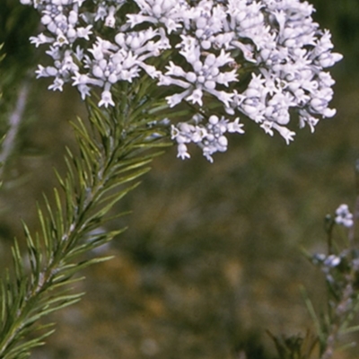 Conospermum taxifolium (Variable Smoke-bush) at Vincentia, NSW - 15 Sep 1996 by BettyDonWood