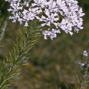 Conospermum taxifolium at Vincentia, NSW - 16 Sep 1996