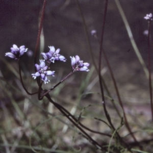 Conospermum tenuifolium at Bomaderry Creek Regional Park - 27 Sep 1997 12:00 AM