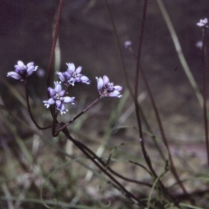 Conospermum tenuifolium at Bomaderry Creek Regional Park - 27 Sep 1997