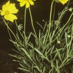 Coreopsis lanceolata (Lance-leaf Coreopsis) at Burrill Lake, NSW - 13 Nov 1996 by BettyDonWood