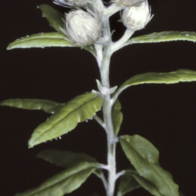 Coronidium elatum (White Everlasting Daisy) at Booderee National Park - 11 Aug 1996 by BettyDonWood