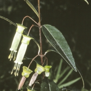 Correa baeuerlenii at Mogo State Forest - 9 Jul 1997