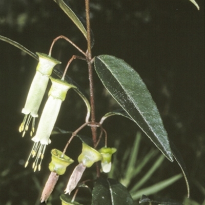 Correa baeuerlenii (Chef's Cap Correa) at Mogo State Forest - 8 Jul 1997 by BettyDonWood