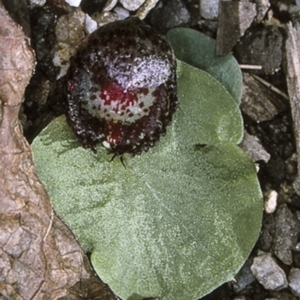 Corysanthes fimbriata at Mogo State Forest - suppressed