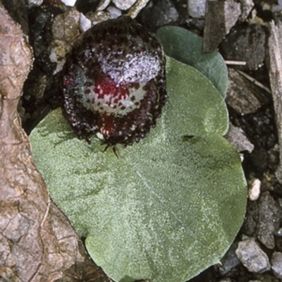 Corysanthes fimbriata (Fringed Helmet Orchid) at Mogo State Forest - 8 Jul 1997 by BettyDonWood