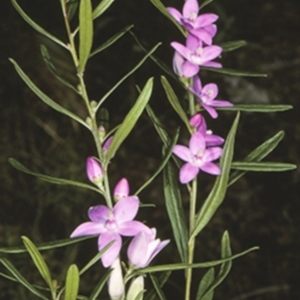 Crowea exalata subsp. magnifolia at Mogo State Forest - 21 Mar 1997