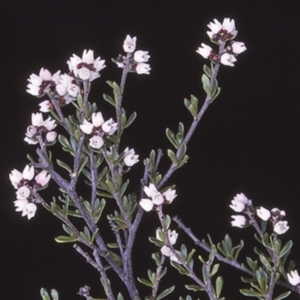 Cryptandra amara at Morton National Park - 6 Aug 1997 12:00 AM