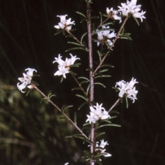 Cryptandra ericoides (Heathy Cryptandra) at Conjola National Park - 18 Mar 1997 by BettyDonWood