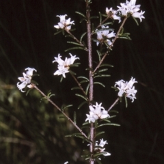 Cryptandra ericoides (Heathy Cryptandra) at Conjola National Park - 19 Mar 1997 by BettyDonWood