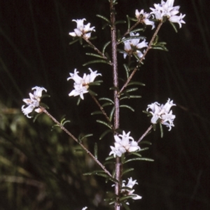 Cryptandra ericoides at Conjola National Park - 19 Mar 1997