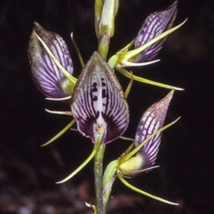 Cryptostylis erecta at Conjola National Park - suppressed