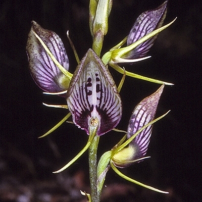 Cryptostylis erecta (Bonnet Orchid) at Conjola National Park - 28 Nov 1996 by BettyDonWood