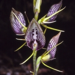 Cryptostylis erecta (Bonnet Orchid) at Conjola National Park - 27 Nov 1996 by BettyDonWood