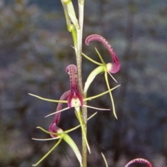 Cryptostylis leptochila (Small Tongue Orchid) at Mogo State Forest - 15 Nov 1997 by BettyDonWood