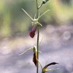 Cryptostylis subulata (Cow Orchid) at Bomaderry Creek Regional Park - 26 Dec 1995 by BettyDonWood