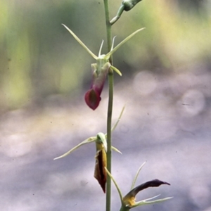 Cryptostylis subulata at Bomaderry Creek Regional Park - suppressed