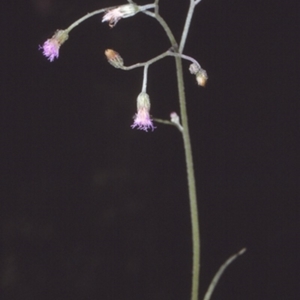 Cyanthillium cinereum at Mogo State Forest - 21 Mar 1997 12:00 AM