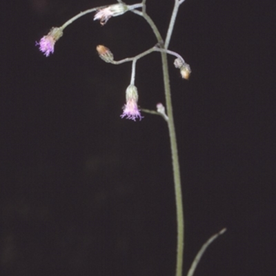 Cyanthillium cinereum (Purple Fleabane) at Mogo State Forest - 20 Mar 1997 by BettyDonWood