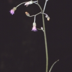 Cyanthillium cinereum (Purple Fleabane) at Mogo State Forest - 20 Mar 1997 by BettyDonWood