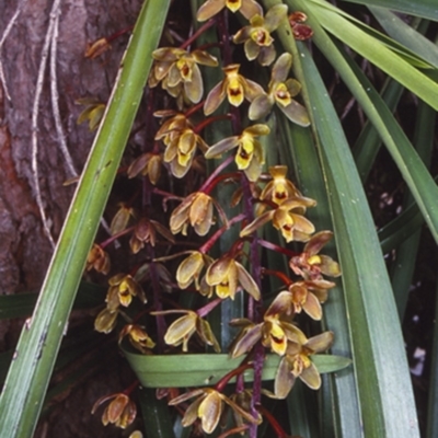 Cymbidium suave (Snake Orchid) at Ulladulla, NSW - 14 Nov 1997 by BettyDonWood