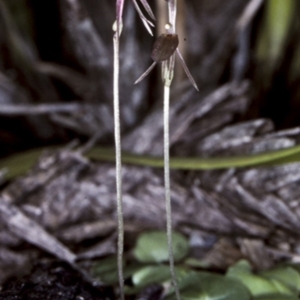 Cyrtostylis reniformis at suppressed - suppressed