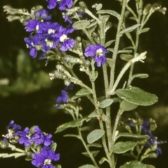 Dampiera purpurea (Purple Dampiera) at Monga National Park - 21 Nov 1996 by BettyDonWood