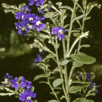 Dampiera purpurea (Purple Dampiera) at Monga National Park - 20 Nov 1996 by BettyDonWood