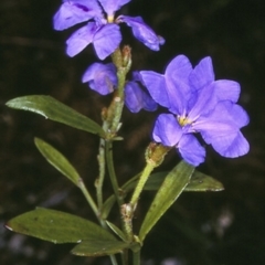 Dampiera stricta (Blue Dampiera) at Jervis Bay National Park - 27 Nov 1996 by BettyDonWood