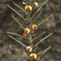 Daviesia acicularis (Sandplain Bitterpea) at Wandandian, NSW - 13 Aug 1996 by BettyDonWood