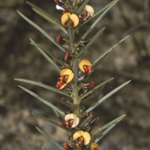 Daviesia acicularis at Wandandian, NSW - 13 Aug 1996 12:00 AM