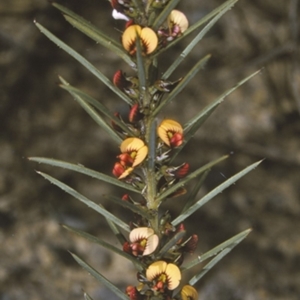 Daviesia acicularis at Wandandian, NSW - 13 Aug 1996
