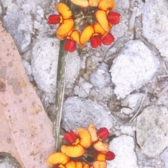 Daviesia alata at Jervis Bay National Park - 25 Oct 1996 by BettyDonWood