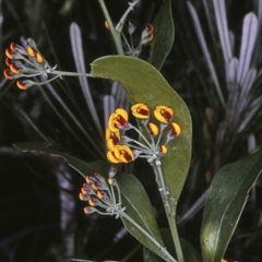 Daviesia corymbosa at South Pacific Heathland Reserve - 17 Sep 1996 by BettyDonWood