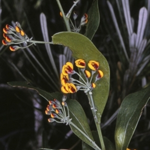 Daviesia corymbosa at South Pacific Heathland Reserve - 17 Sep 1996 12:00 AM