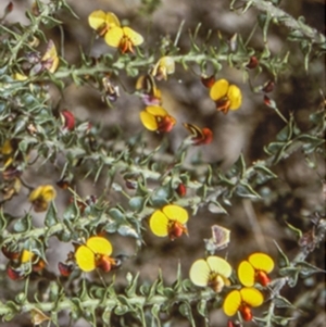 Daviesia squarrosa at Nelligen, NSW - 4 Oct 1997