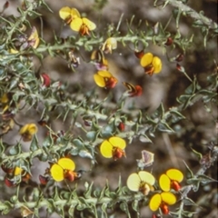 Daviesia squarrosa (Rough Bitter-pea) at Nelligen, NSW - 3 Oct 1997 by BettyDonWood