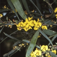 Daviesia suaveolens at Monga National Park - 4 Oct 1997 by BettyDonWood