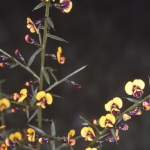 Daviesia ulicifolia subsp. ulicifolia at Jervis Bay National Park - 15 Sep 1996 12:00 AM